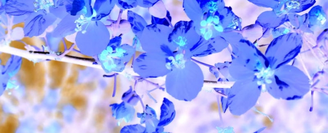 Acacia Flower Dream by Benjamin Whitehurst