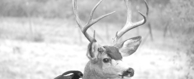 Dream About Deer with Birds