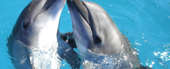 Dolphin dream