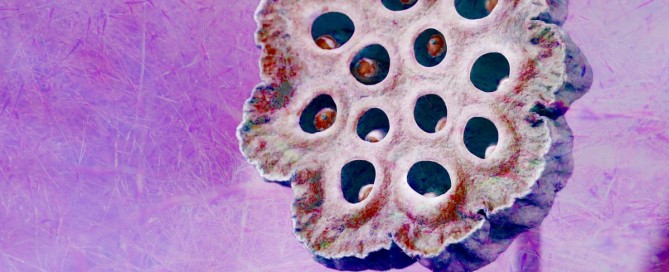 Seed Dream, Seed Pod Dream Interpretation