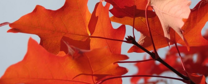 Red Fall Leaves