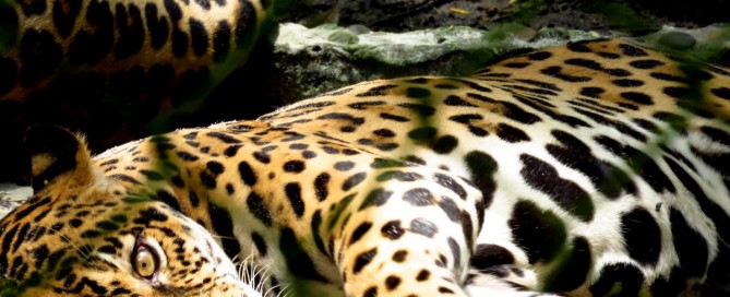 Dream Interpretation Tiger Cat Lion Feline