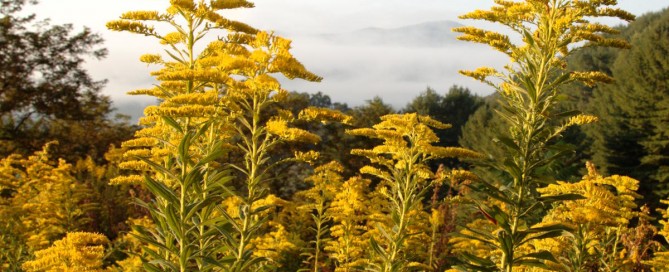 Asklepian Healing Dreams Retreat