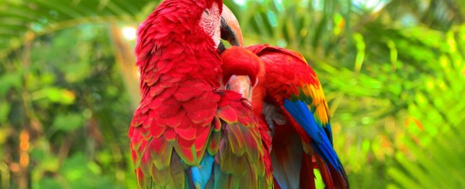 Dream about Parrots