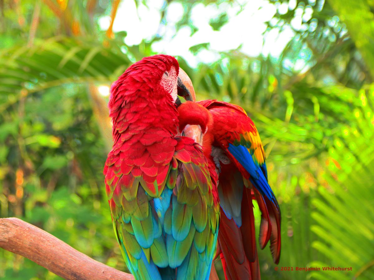Dream about Parrots