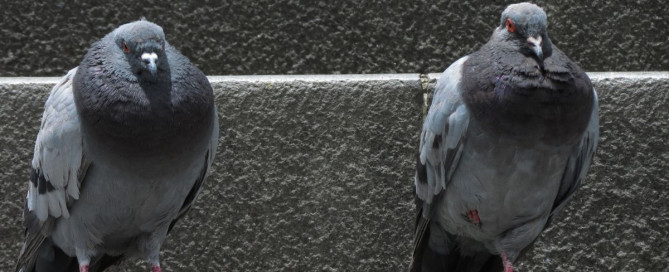 Marriage Dream Interpretation