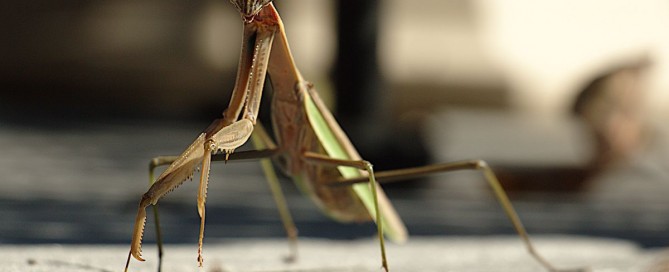Dream About Praying Mantis
