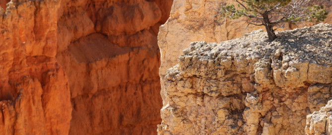 Rock Tree Cliff Dream