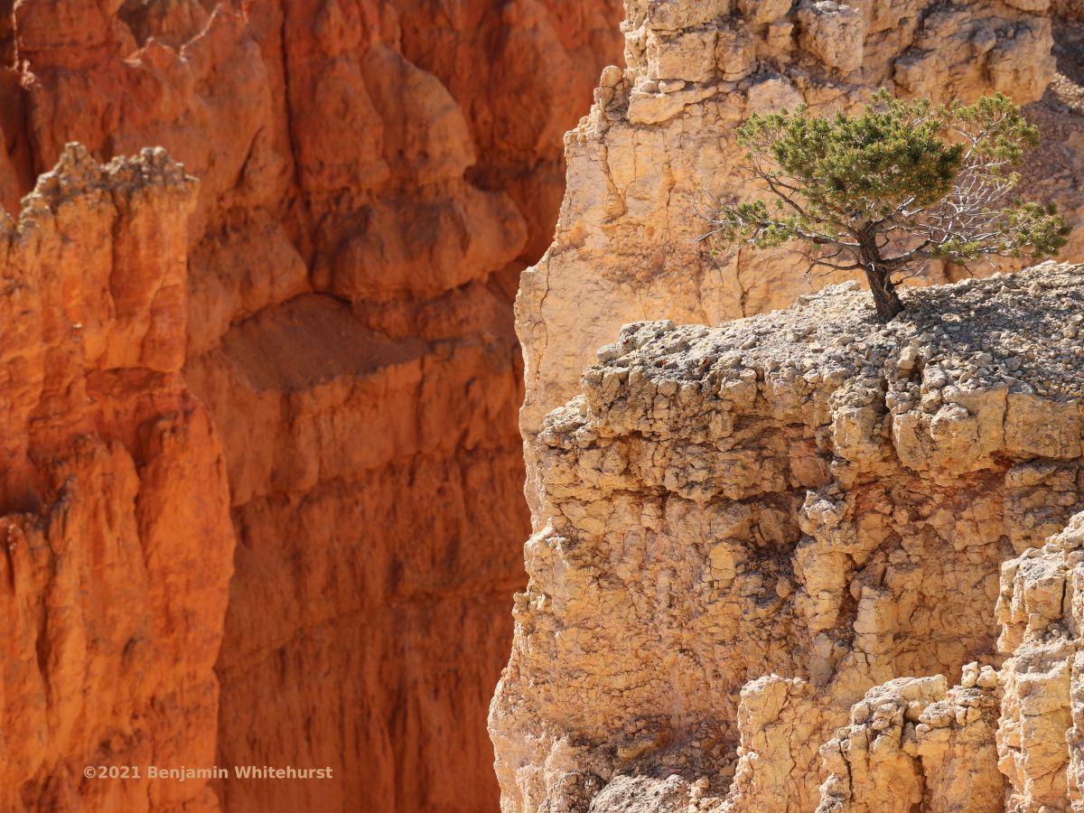 Rock Tree Cliff Dream