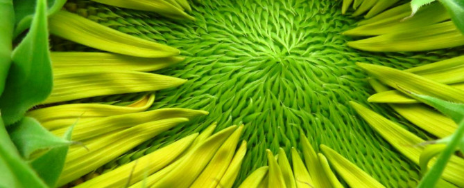 Flower Dream Interpretation