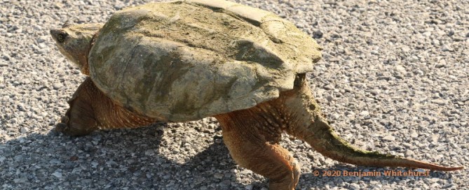 Online Dream Journal